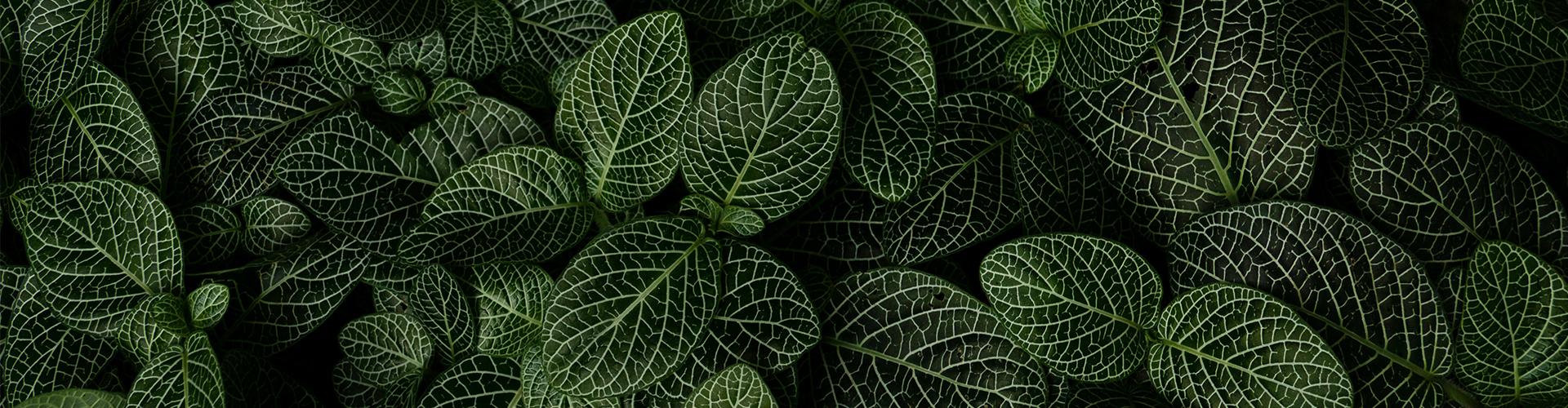 Bio-based leaves (1920x500)