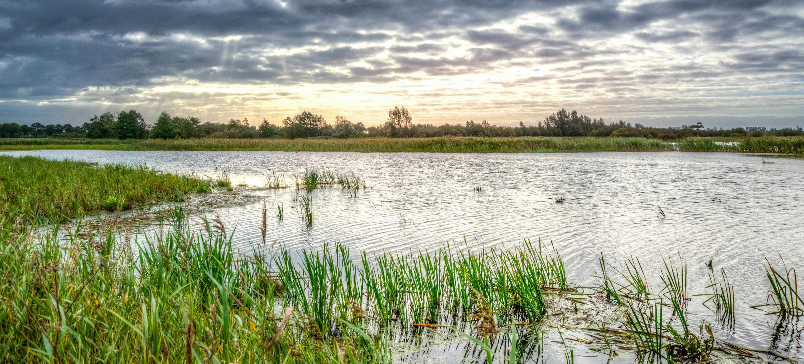 Wetlands background 