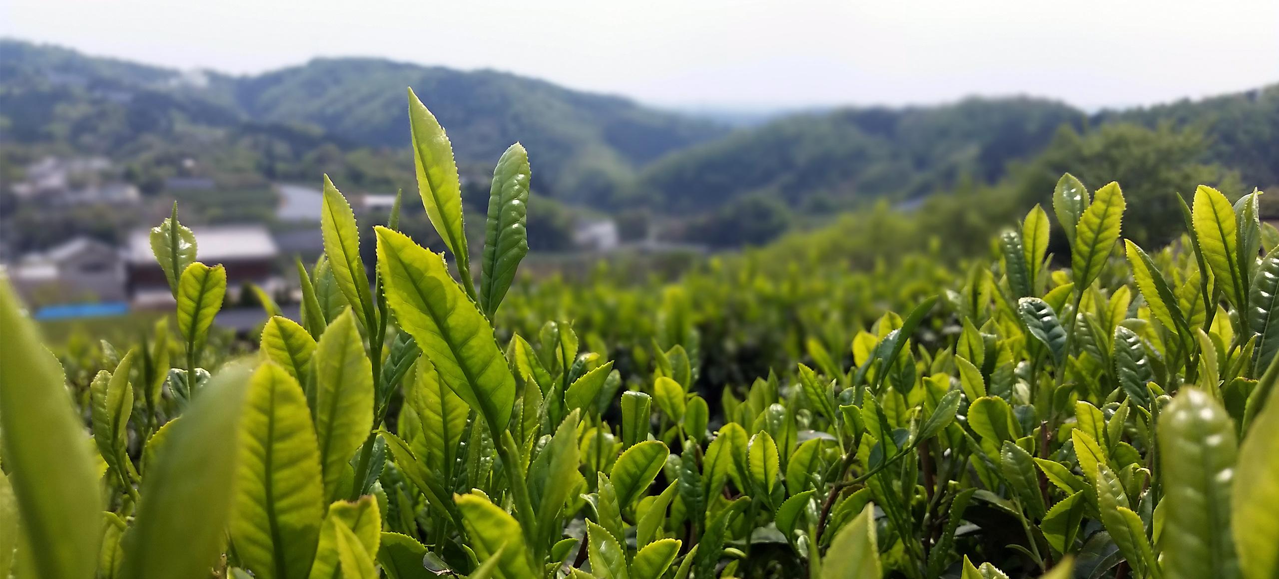 Tea field