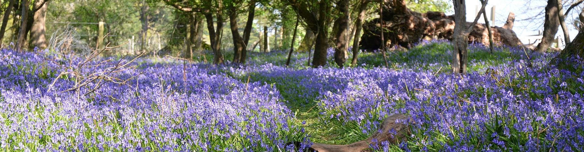 Woodland Walk Banner (1920x500)